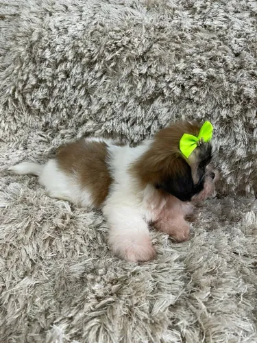 Machinhos de shihtzu