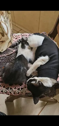Gatinha para doação 