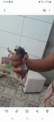Filhote de pinscher 1