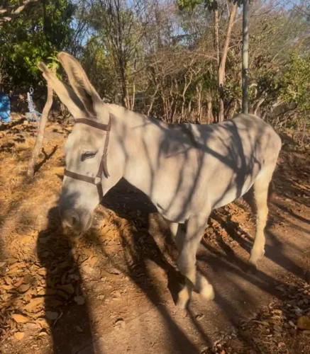 Jumenta Pêga