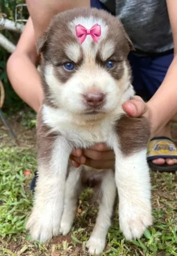 Husky Siberiano,Husky Siberiano Filhote Pronto Para Novo Lar