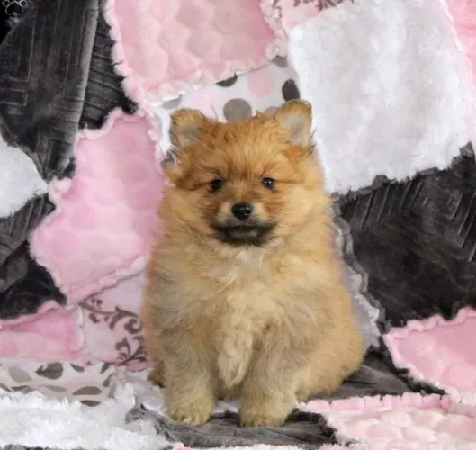 Spitz Alemão,Spitz Alemão Filhote Muito Amoroso e Dócil