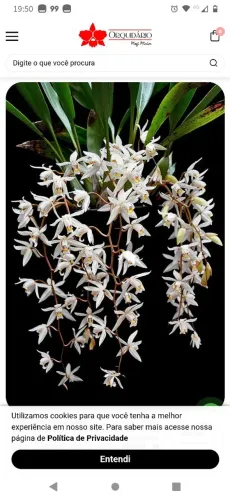 2 orquídeas Coelogyne cristata e flaccida