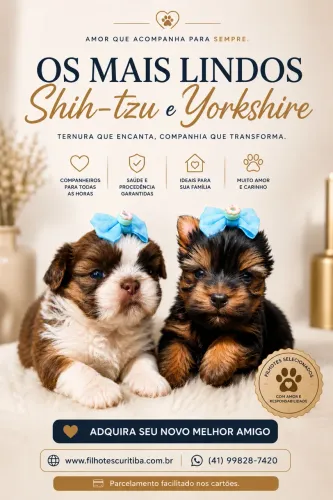 SHIH-TZU e YORKSHIRE lindos - Criação Responsável a partir 