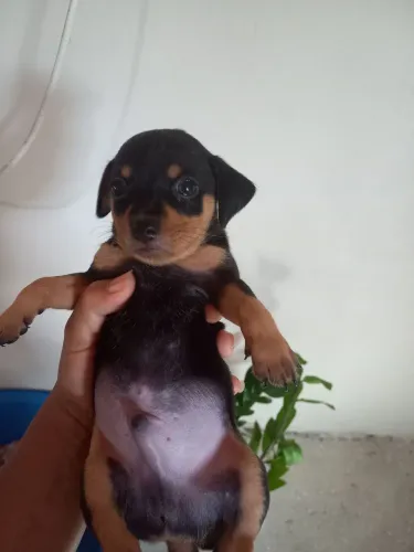 Filhote de pinscher macho com 1 mês 