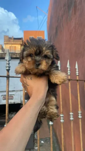 Filhote Yorkshire Terrier, Os melhores amigos do mundo canino!
