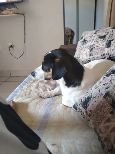 Cachorro para adoção