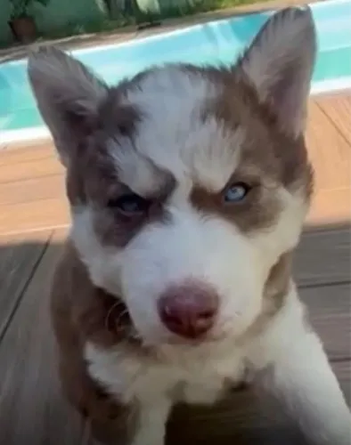 Husky siberiano com olhos marcantes Disponivel 
