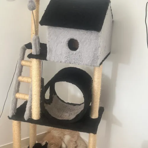 Casa  e caixa para gatos 
