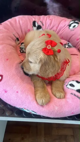 Golden retriever