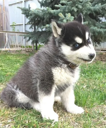 Husky siberiano lindos e encantadores 
