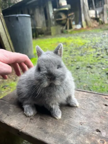 Mini coelho Netherland