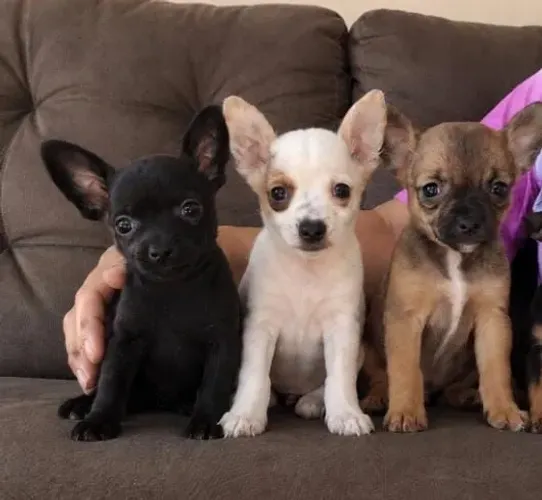 Chihuahua 