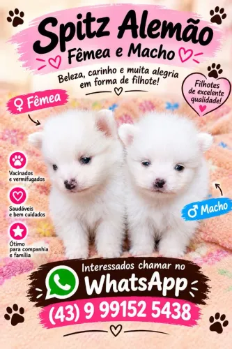 Spitz alemão Fêmea e macho