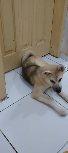 Animais de estimação 