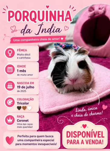Porquinho da índia
