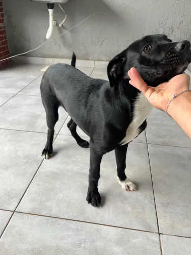 Doação de cachorro