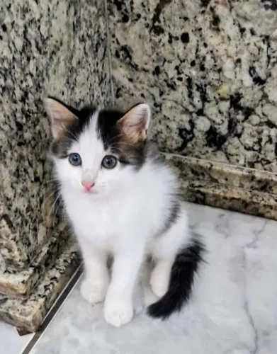Filhote de gata fêmea