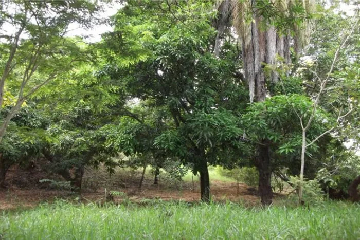 Chacara de 1.000 metros muita água corrente a 69 km de Bh
