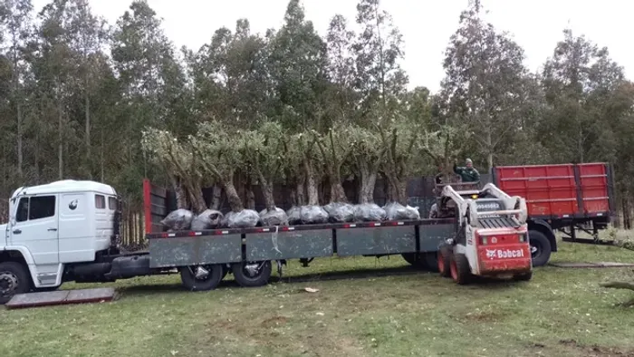 Oliveiras com 50 anos!