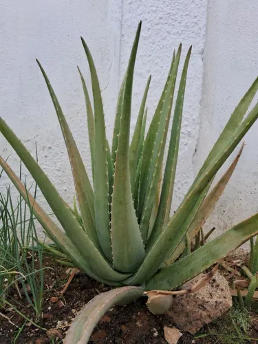 BABOSA (ALOE VERA LEGÍTIMA) FOLHAS.