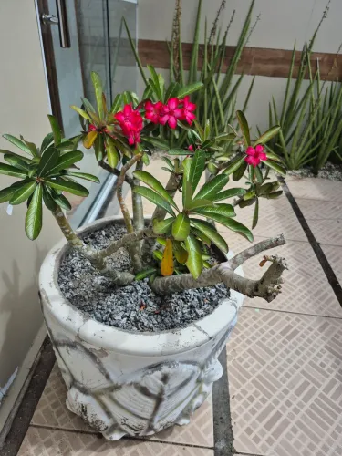 Rosa do deserto na caqueira rústica 