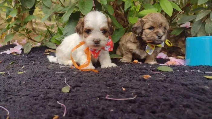 Lhasa Apso Lindos filhotes á pronta entrega, com todo o pós venda e suporte que você preci
