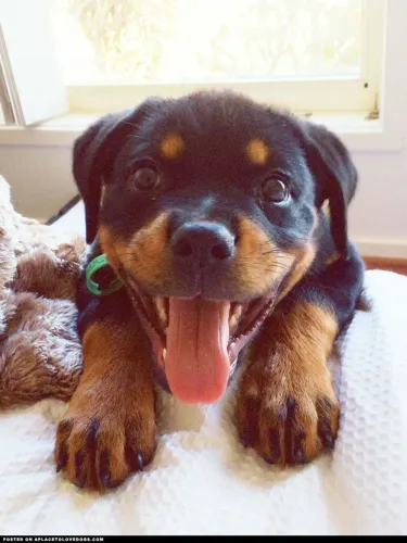 Filhote de Rottweiler Sorrindo
