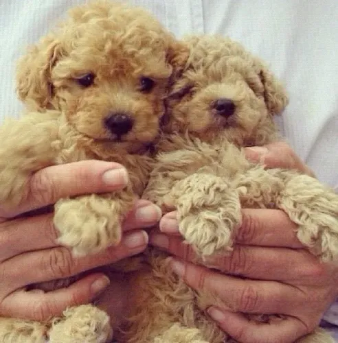 Poodle temos filhotes já disponíveis 