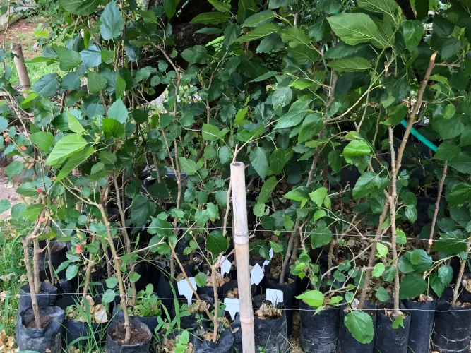 Mudas de amora gigante produzindo árvore frutífera de porte médio amoreira