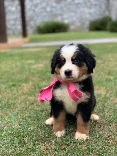Bernese Mountain machinho com a mais pura linhagem filhote com 59 dias pedigree e vacina