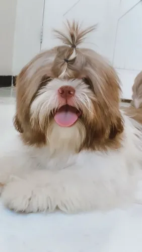 Procuro uma namorada shih tzu