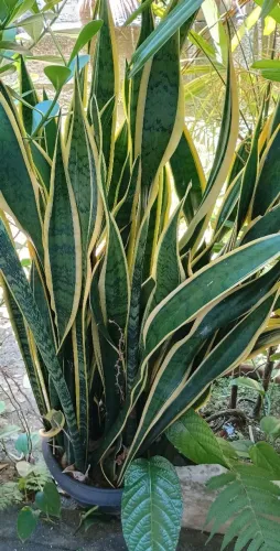 Linda sansevéria variegata.