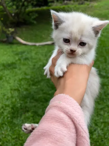 Filhotes Persa com British ShortHair