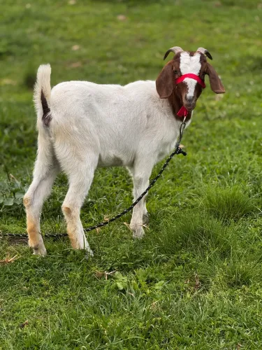 Cabritos / cabras / cabritas / bode / caprinos 