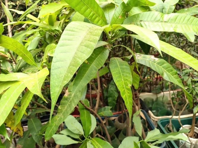 MUDAS FRUTIFERAS DIVERSAS, COM 03 A 05 ANOS