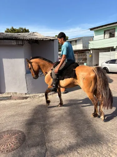 Égua crioula domada