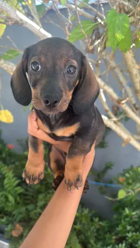 Dachshund Macho e Fêmea filhote pequeno com Pedigree