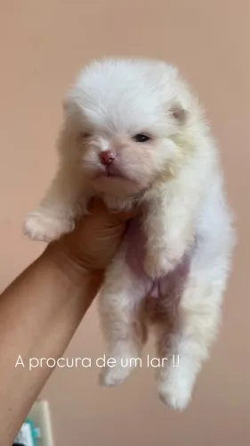 Venda de um Spitz Alemão