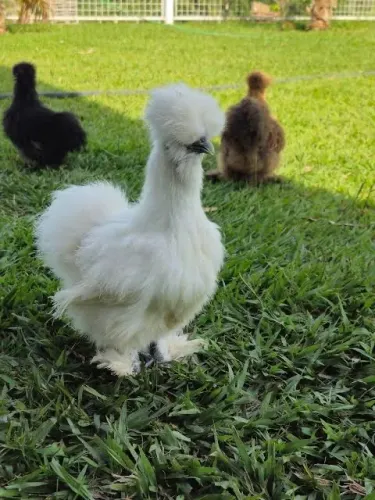 GALINHAS SEDOSAS DO JAPÃO