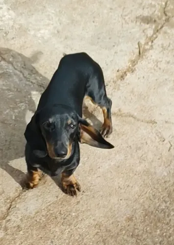 DACHSHUND MINIATURA MACHO PRETO