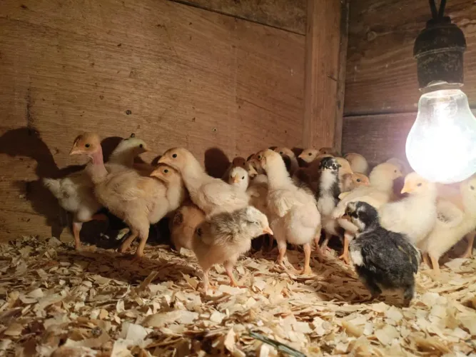 Pintinhos Caipira Legítimos - Venda Permanente (Várias Idades)