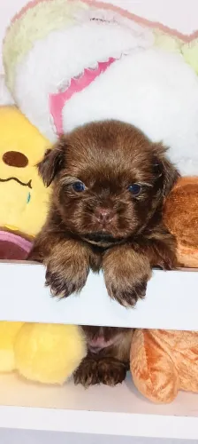Filhote fêmea de Shih Tzu