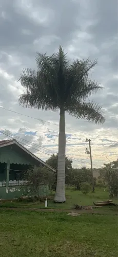 Palmeira Real Cubana