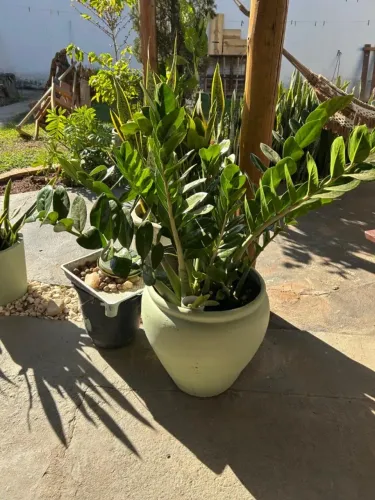Planta Zamiocuca 