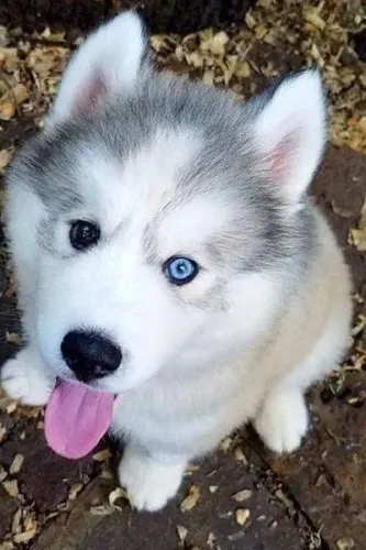 Husky siberiano Ele não fala? mas vai entender tudo sobre você