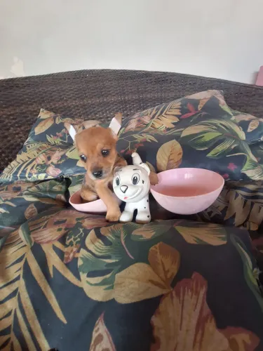 Lindo machinho caramelo Merle cor exótica PREÇO IMPERDÍVEL!