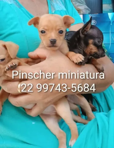 Pinscher miniatura 