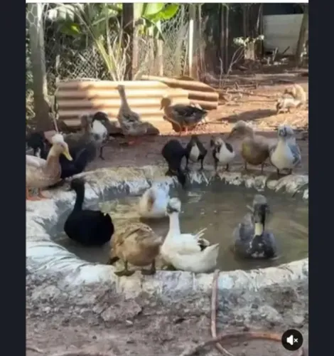 Ovos de marrecos 