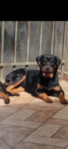 Lindos filhotes de Rottweiler macho